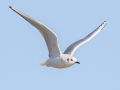 Bonaparte's Gull - Land Between the Lakes - Energy Lake Area - Trigg County, February 5, 2021