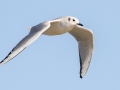 Bonaparte's Gull - Land Between the Lakes - Energy Lake Area - Trigg County, February 5, 2021