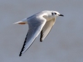 Bonaparte's Gull - Land Between the Lakes - Energy Lake Area - Trigg County, February 5, 2021