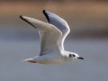 Bonaparte's Gull - Land Between the Lakes - Energy Lake Area - Trigg County, February 5, 2021