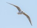 Bonaparte's Gull - Land Between the Lakes - Energy Lake Area - Trigg County, February 5, 2021