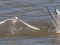Bonaparte's Gull - Land Between the Lakes - Energy Lake Area - Trigg County, February 5, 2021