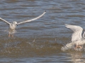 Bonaparte's Gull - Land Between the Lakes - Energy Lake Area - Trigg County, February 5, 2021