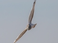 Northern Harrier - 6720–6898 Pond River Rd, Owensboro US-KY, Daviess County, Jan   18, 2022