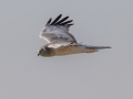 Northern Harrier - 6720–6898 Pond River Rd, Owensboro US-KY, Daviess County, Jan   18, 2022