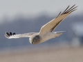 Northern Harrier - 6720–6898 Pond River Rd, Owensboro US-KY, Daviess County, Jan   18, 2022