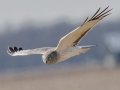 Northern Harrier - 6720–6898 Pond River Rd, Owensboro US-KY, Daviess County, Jan   18, 2022