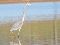 Great Blue Heron ( juvenile), 7376–7542 Russellville Rd, Guthrie, Todd County, Kentucky, November 28, 2020