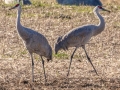 Sandhill Cranes - 7813–7843 Dixie Bee Line Hwy, Trenton, Todd County, Kentucky, November 28, 2020