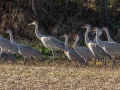 Sandhill Cranes - 7813–7843 Dixie Bee Line Hwy, Trenton, Todd County, Kentucky, November 28, 2020