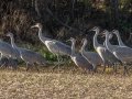 Sandhill Cranes - 7813–7843 Dixie Bee Line Hwy, Trenton, Todd County, Kentucky, November 28, 2020