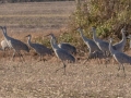 Sandhill Cranes - 7813–7843 Dixie Bee Line Hwy, Trenton, Todd County, Kentucky, November 28, 2020