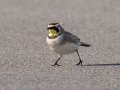Horned Lark - 6720–6898 Pond River Rd, Owensboro US-KY, Daviess County, Jan   18, 2022