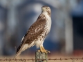 Red-tailed Hawk (borealis) -6 Graysville Rd, Guthrie US-KY  , Todd County, Kentucky, November 28, 2020