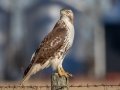 Red-tailed Hawk (borealis) -6 Graysville Rd, Guthrie US-KY  , Todd County, Kentucky, November 28, 2020