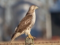 Red-tailed Hawk (borealis) -6 Graysville Rd, Guthrie US-KY  , Todd County, Kentucky, November 28, 2020