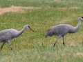 Sandhill Cranes - 113–151 N Lester Chapel Rd, Trenton, Todd County, Kentucky, November 29, 2020