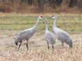 Sandhill Cranes - 113–151 N Lester Chapel Rd, Trenton, Todd County, Kentucky, November 29, 2020