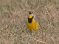 Eastern Meadowlark - 6720–6898 Pond River Rd, Owensboro US-KY, Daviess County, Jan   18, 2022