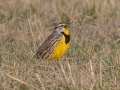 Eastern Meadowlark - 6720–6898 Pond River Rd, Owensboro US-KY, Daviess County, Jan   18, 2022