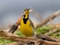 Eastern Meadowlark - 6901–7329 Pond River Rd, Owensboro US-KY, Daviess County,, KY, Jan 19, 2022