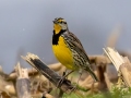 Eastern Meadowlark - 6901–7329 Pond River Rd, Owensboro US-KY, Daviess County,, KY, Jan 19, 2022