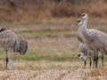 Sandhill Cranes - 113–151 N Lester Chapel Rd, Trenton, Todd County, Kentucky, November 29, 2020