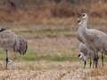 Sandhill Cranes - 113–151 N Lester Chapel Rd, Trenton, Todd County, Kentucky, November 29, 2020