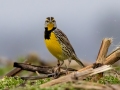 Eastern Meadowlark - 6901–7329 Pond River Rd, Owensboro US-KY, Daviess County,, KY, Jan 19, 2022