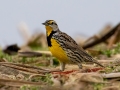 Eastern Meadowlark - 6901–7329 Pond River Rd, Owensboro US-KY, Daviess County,, KY, Jan 19, 2022