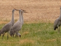 Sandhill Cranes - 113–151 N Lester Chapel Rd, Trenton, Todd County, Kentucky, November 29, 2020