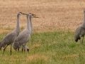 Sandhill Cranes - 113–151 N Lester Chapel Rd, Trenton, Todd County, Kentucky, November 29, 2020