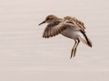 Least Sandpiper - 4710–5432 Guthrie Rd, Guthrie, Todd County, Kentucky, November 29, 2020