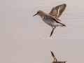 Least Sandpiper - 4710–5432 Guthrie Rd, Guthrie, Todd County, Kentucky, November 29, 2020