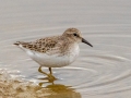 Least Sandpiper - 4710–5432 Guthrie Rd, Guthrie, Todd County, Kentucky, November 29, 2020