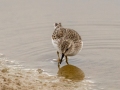 Least Sandpiper - 4710–5432 Guthrie Rd, Guthrie, Todd County, Kentucky, November 29, 2020