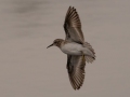 Least Sandpiper - 4710–5432 Guthrie Rd, Guthrie, Todd County, Kentucky, November 29, 2020