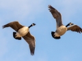 Canada Geese - Guthrie Lake (restricted access), Todd County, Kentucky, January 28, 2021