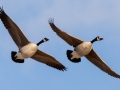 Canada Geese - Guthrie Lake (restricted access), Todd County, Kentucky, January 28, 2021