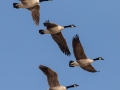 Canada Geese - Guthrie Lake (restricted access), Todd County, Kentucky, January 28, 2021