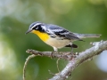 Yellow-throated Warbler - Land Between the Lakes - Barkley Bridge, Cadiz, Trigg County, Kentucky,  September 5, 2020