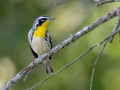 Yellow-throated Warbler - Land Between the Lakes - Barkley Bridge, Cadiz, Trigg County, Kentucky,  September 5, 2020