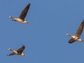 Greater White-fronted Goose - Guthrie Lake (restricted access), Todd County, Kentucky, January 28, 2021