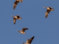 Greater White-fronted Goose - Guthrie Lake (restricted access), Todd County, Kentucky, January 28, 2021