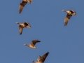 Greater White-fronted Goose - Guthrie Lake (restricted access), Todd County, Kentucky, January 28, 2021