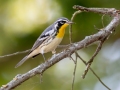 Yellow-throated Warbler - Land Between the Lakes - Barkley Bridge, Cadiz, Trigg County, Kentucky,  September 5, 2020