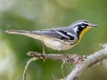 Yellow-throated Warbler - Land Between the Lakes - Barkley Bridge, Cadiz, Trigg County, Kentucky,  September 5, 2020