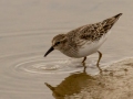 Least Sandpiper - 4710–5432 Guthrie Rd, Guthrie, Todd County, Kentucky, November 29, 2020