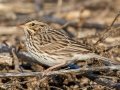 Savannah Sparrow - Guthrie Lake (restricted access), Todd County, Kentucky, January 28, 2021