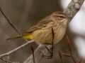 Palm Warbler  (Western) - 367–399 E Lester Chapel Rd, Trenton, Todd County, Kentucky, December 1, 2020